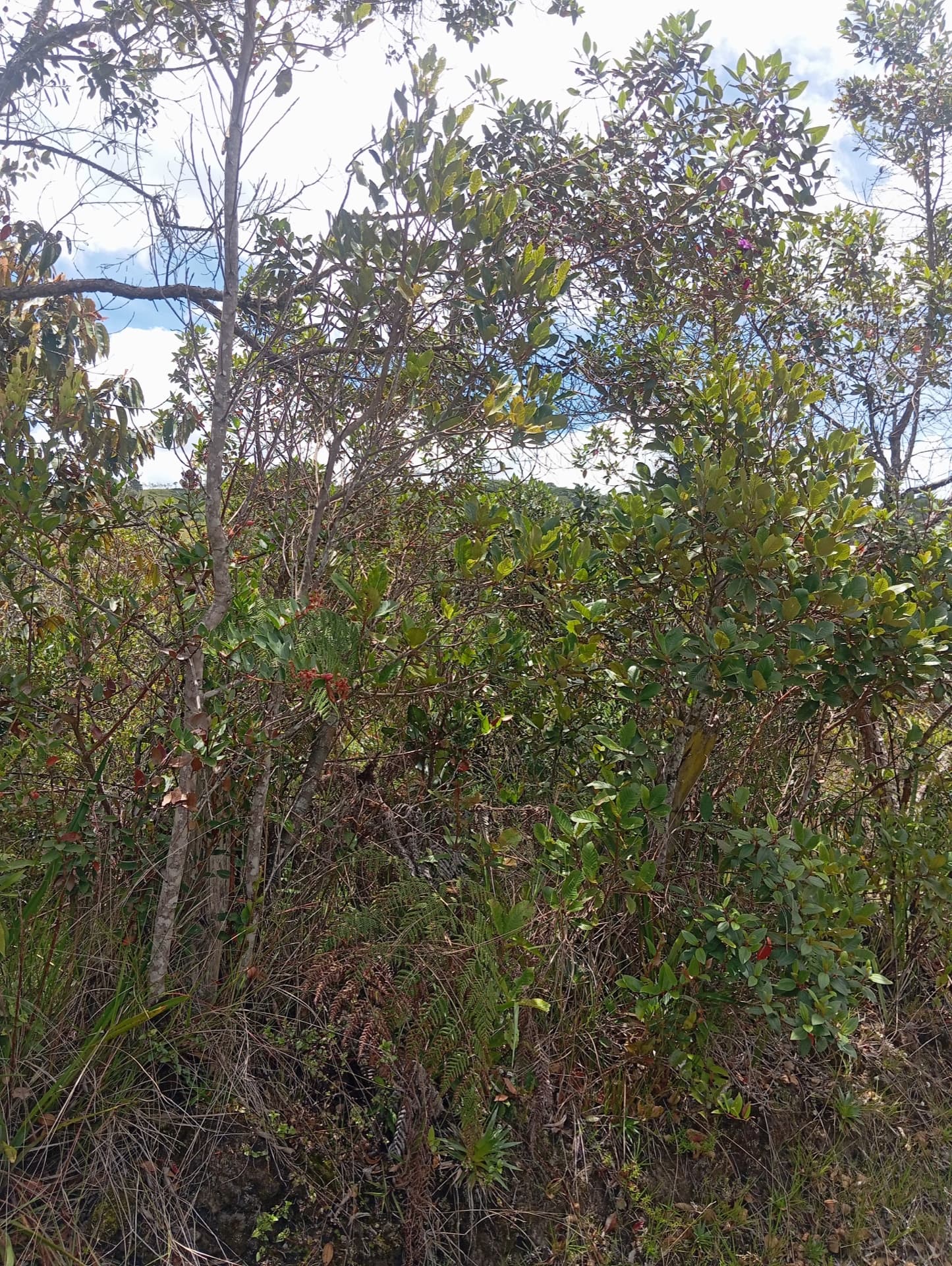 Lote rural en Gachantivá vereda Los Naranjos — Foto 2